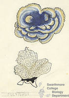 Botanical drawing of genus Polyporus and species sp
