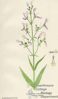 Botanical drawing of genus Pentstemon and species hirsutus