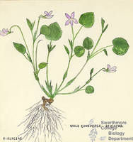 Botanical drawing of genus Viola and species conspersa
