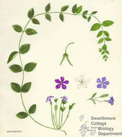 Botanical drawing of genus Vinca and species minor