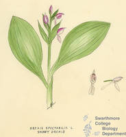 Botanical drawing of genus Orchis and species spectabilis