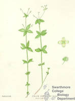 Botanical drawing of genus Galium and species circaezans
