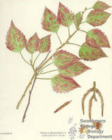Botanical drawing of genus Populus and species grandidentata