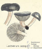 Botanical drawing of genus Lactarius and species indigo