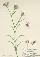 Botanical drawing of genus Dianthus and species armeria