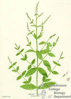 Botanical drawing of genus Mentha and species spicata