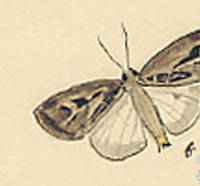 Botanical drawing of genus Feltia and species subgothica