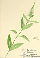 Botanical drawing of genus Teucrium and species canadense
