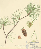 Botanical drawing of genus Pinus and species virginiana