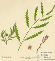 Botanical drawing of genus Myrica and species asplenifolia