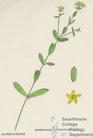 Botanical drawing of genus Hypericum and species punctatum