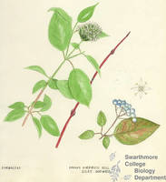 Botanical drawing of genus Cornus and species amomum