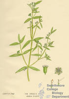 Botanical drawing of genus Iva and species oraria