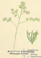 Botanical drawing of genus Dactylis and species glomerata