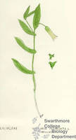 Botanical drawing of genus Uvularia and species perfoliata