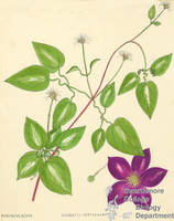 Botanical drawing of genus Clematis and species verticillaris