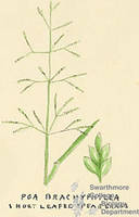 Botanical drawing of genus Poa and species brachyphylla