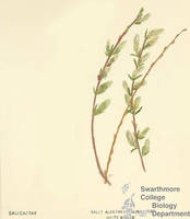 Botanical drawing of genus Salix and species alba
