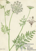Botanical drawing of genus Daucus and species carota