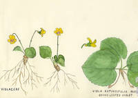 Botanical drawing of genus Viola and species rotundifolia