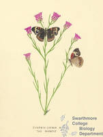 Botanical drawing of genus Junonia and species coenia