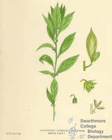 Botanical drawing of genus Hybanthus and species concolor