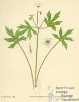Botanical drawing of genus Geranium and species maculatum