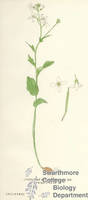 Botanical drawing of genus Cardamine and species bulbosa