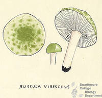 Botanical drawing of genus Russula and species virescens