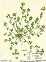 Botanical drawing of genus Trifolium and species dubium