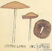 Botanical drawing of genus Hypholoma and species incertum