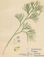 Botanical drawing of genus Lycopodium and species obscurum