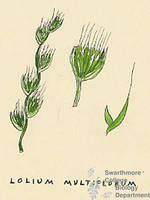Botanical drawing of genus Lolium and species multiflorum