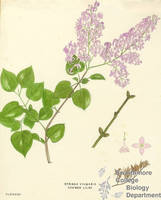 Botanical drawing of genus Syringa and species vulgaris