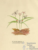 Botanical drawing of genus Euchloe and species genutia