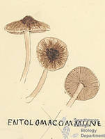 Botanical drawing of genus Entoloma and species commune