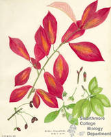 Botanical drawing of genus Nyssa and species sylvatica