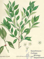 Botanical drawing of genus Ilex and species verticillata