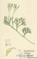 Botanical drawing of genus Lycopodium and species complanatum