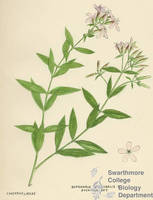 Botanical drawing of genus Saponaria and species officinalis