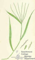 Botanical drawing of genus Digitaria and species sanguinalis