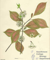 Botanical drawing of genus Prunus and species cerasium