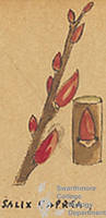 Botanical drawing of genus Salix and species caprea