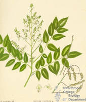 Botanical drawing of genus Sophora and species japonica