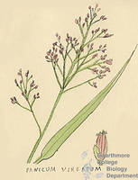 Botanical drawing of genus Panicum and species virgatum