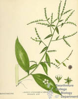 Botanical drawing of genus Lappula and species virginiana