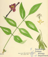 Botanical drawing of genus Fraxinus and species biltmoreana