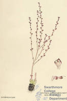 Botanical drawing of genus Epifagus and species virginiana