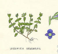 Botanical drawing of genus Veronica and species arvensis