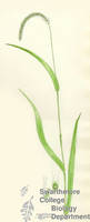 Botanical drawing of genus Setaria and species faberi